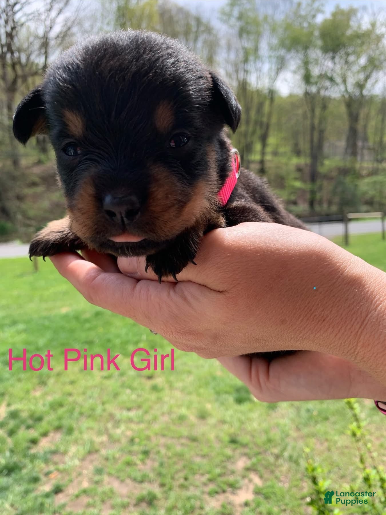 Rottweiler dogs Hot Pink Female - Ad 25