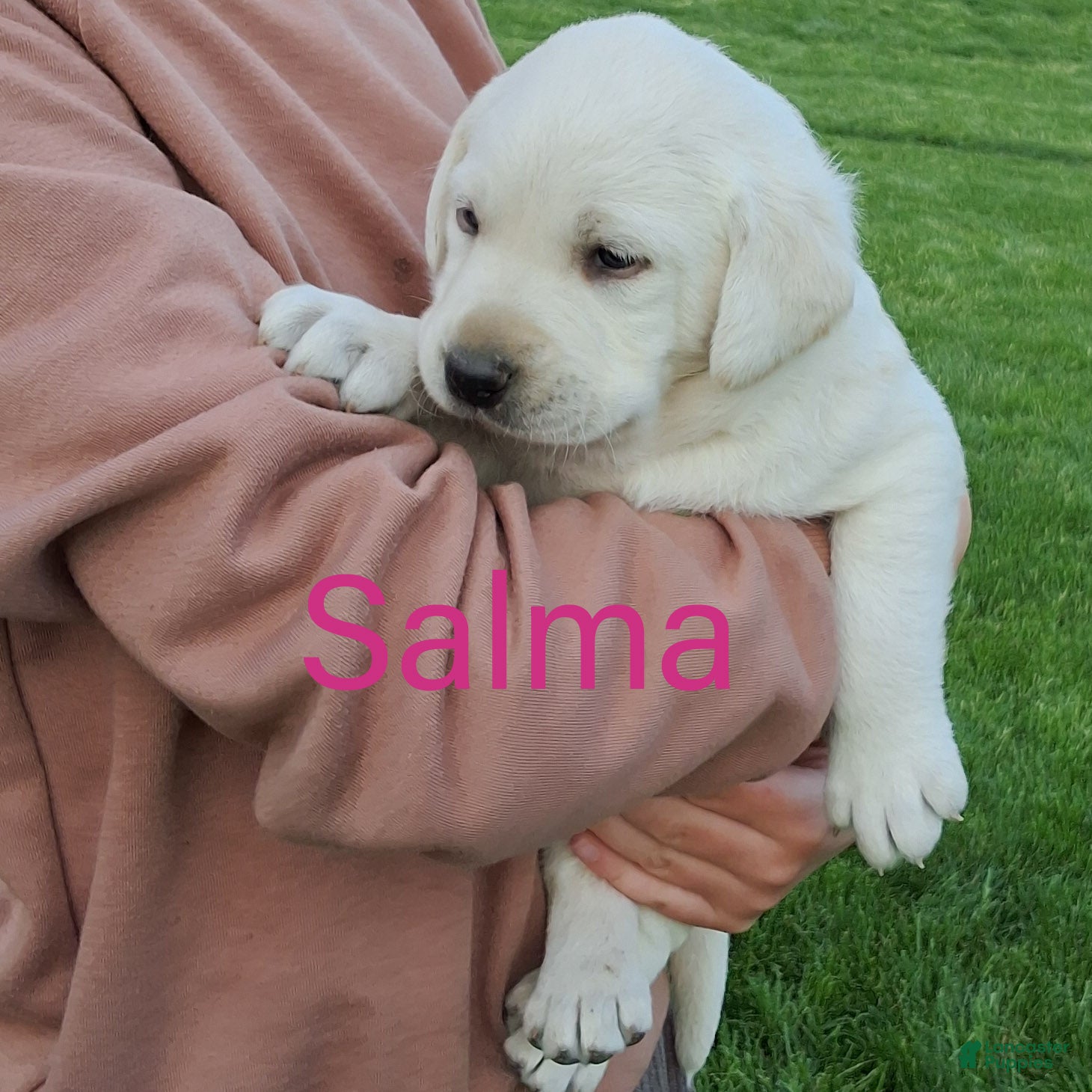Labrador Retriever dogs Salma  - Ad 2