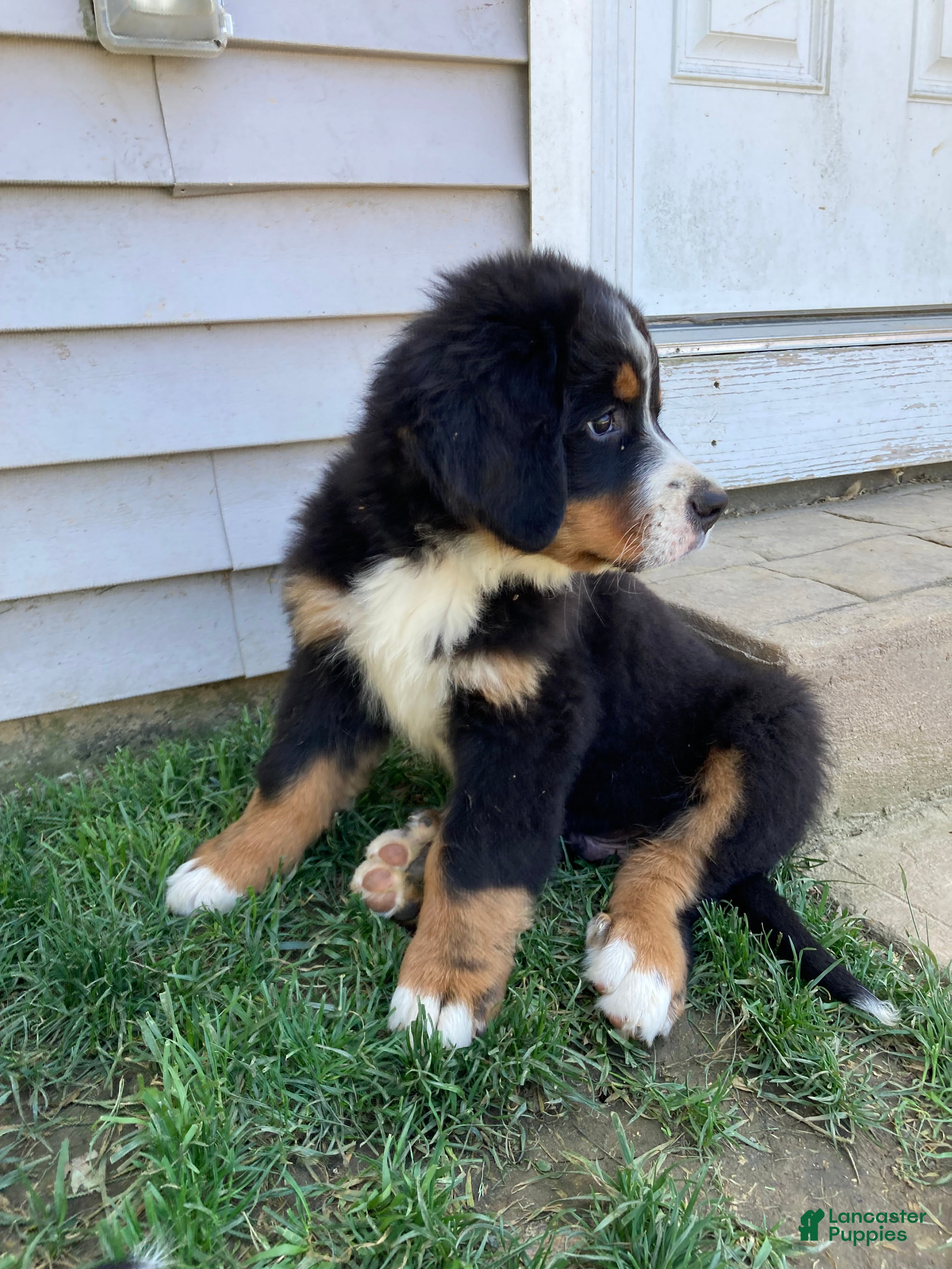 Bernese Mountain Dog dogs Smudge - Ad 2