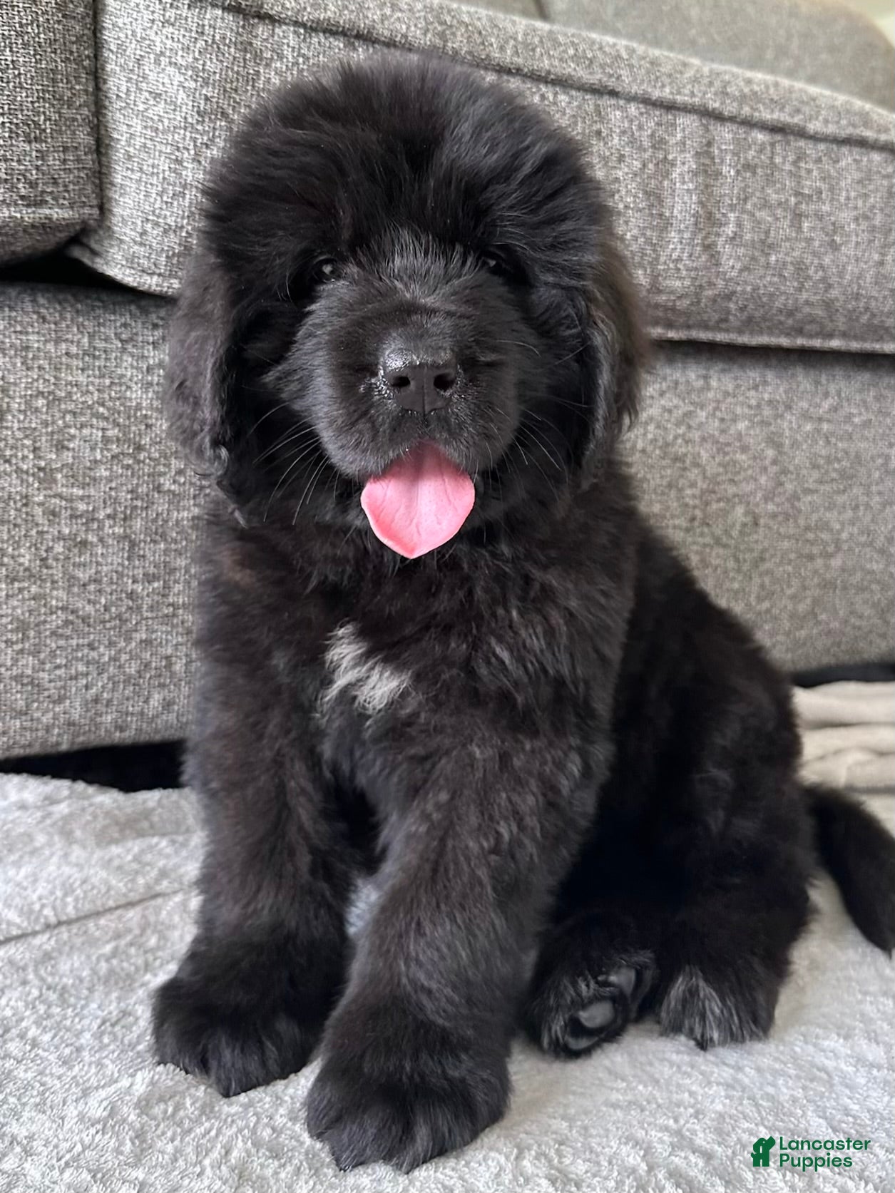Newfoundland dogs “ Ella” OFA,CH,AKC  - Ad 2