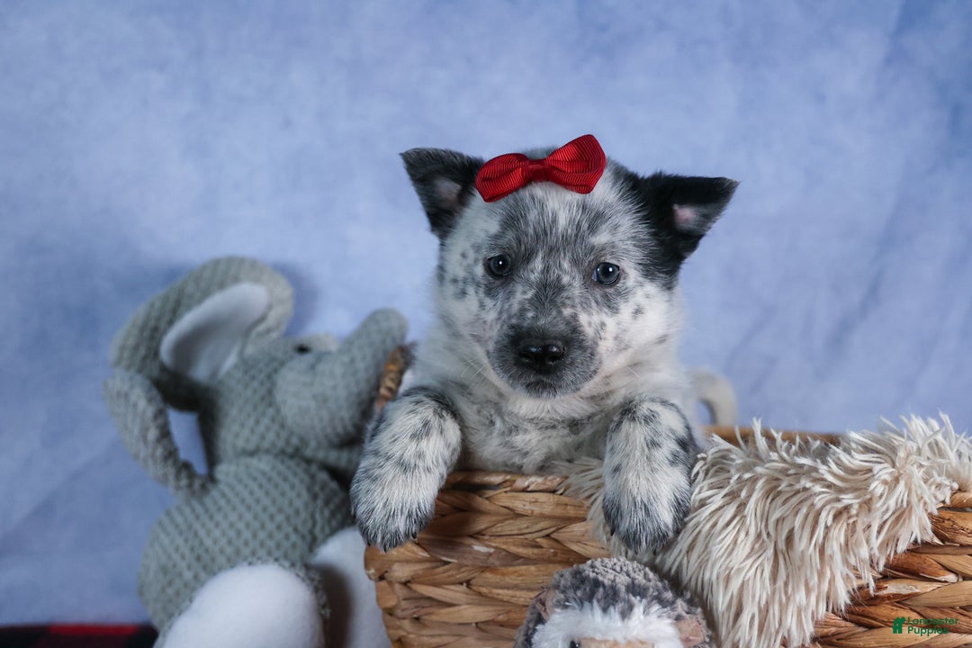 Mixed Breed dogs for sale: DAWN - Ad 10