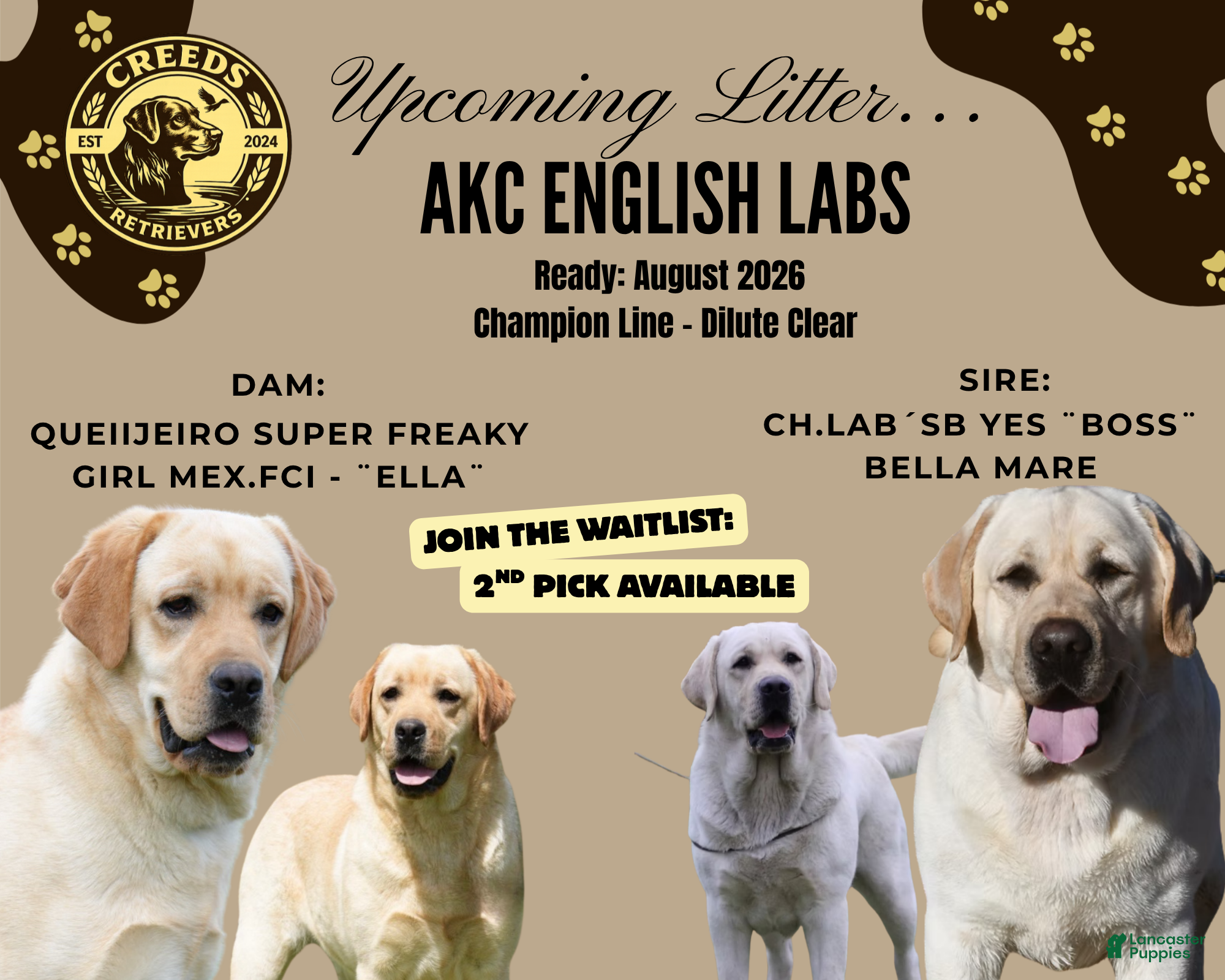 Labrador Retriever dogs Labrador Retriever Puppy 1 - Ad 1