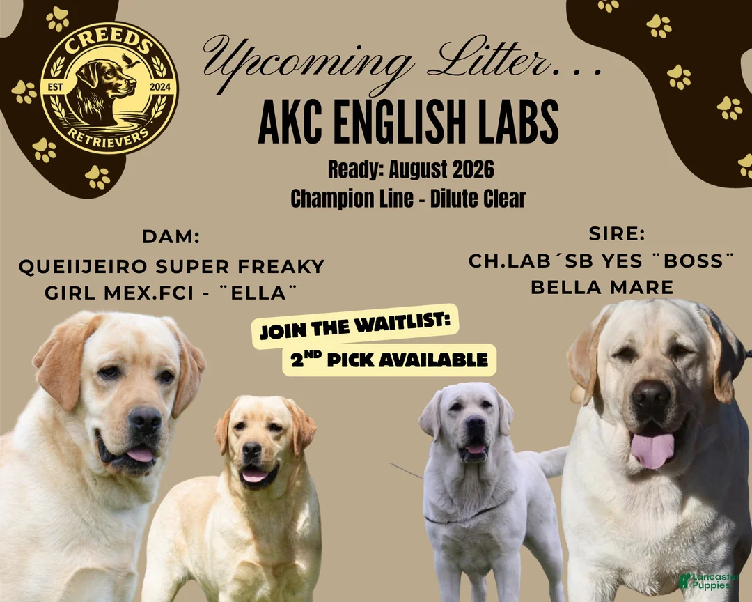 Labrador Retriever dogs for sale: Labrador Retriever Puppy 1 - Ad 1