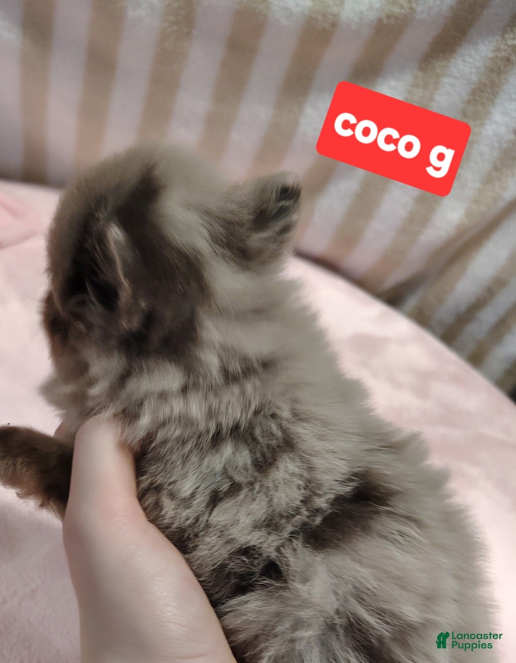 Pomeranian dogs Coco - Ad 2