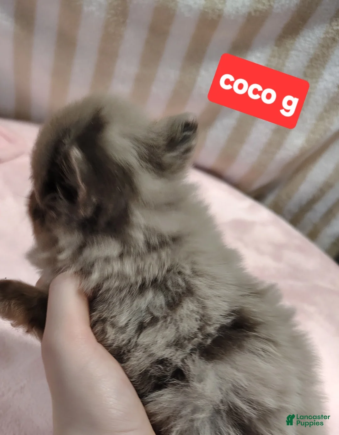 Pomeranian dogs for sale: Coco - Ad 2