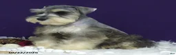 Miniature Schnauzer dogs for sale: Lady - Ad 3