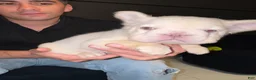 French Bulldog dogs for sale: Marshmellow - Ad 3