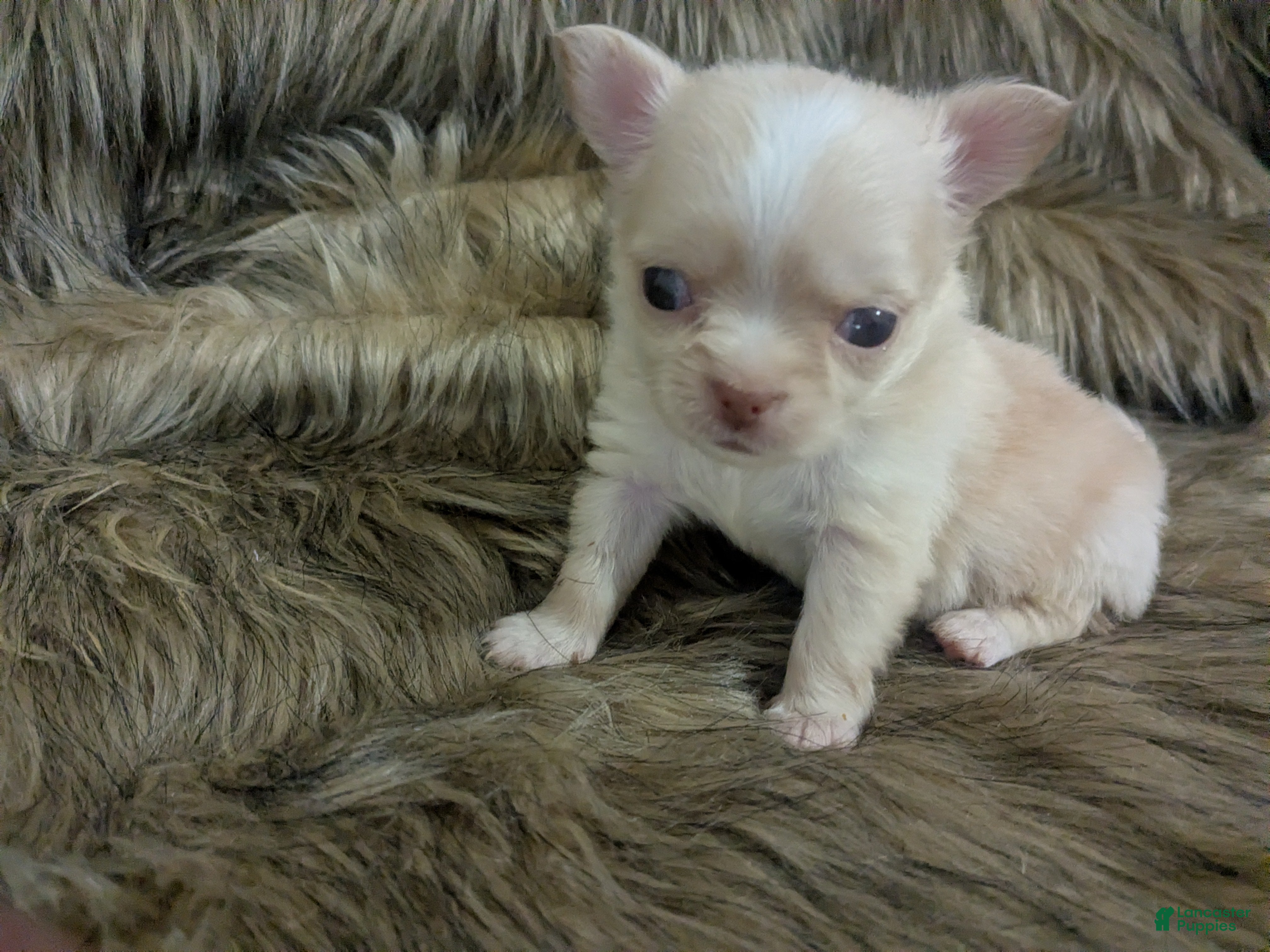 Chihuahua dogs Lisa Marie LC Apple Head  - Ad 16