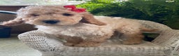 Goldendoodle dogs for sale: Maggie - Ad 4