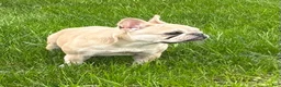 French Bulldog dogs for sale: Mila - Ad 8