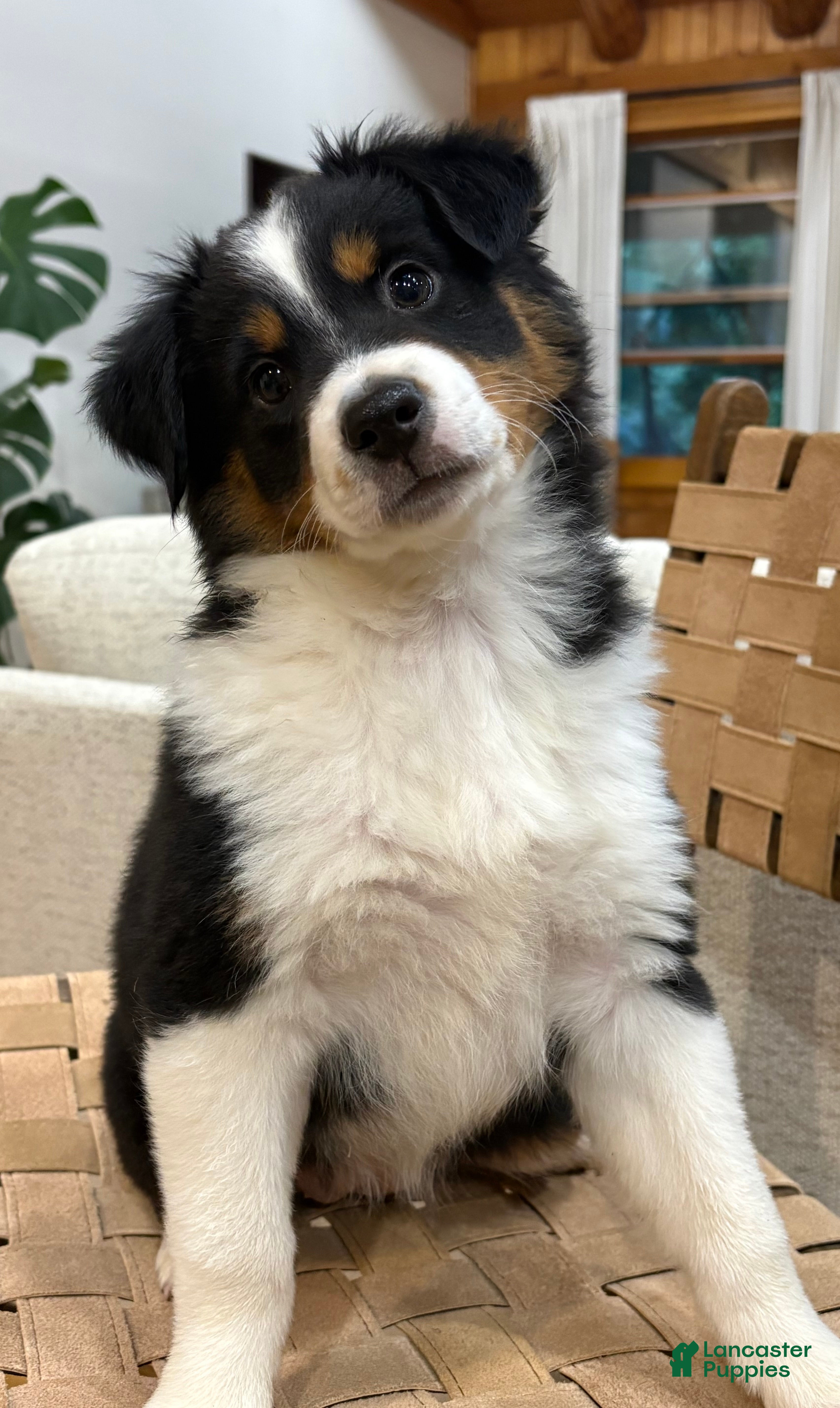 Australian Shepherd dogs Poppy - Ad 1