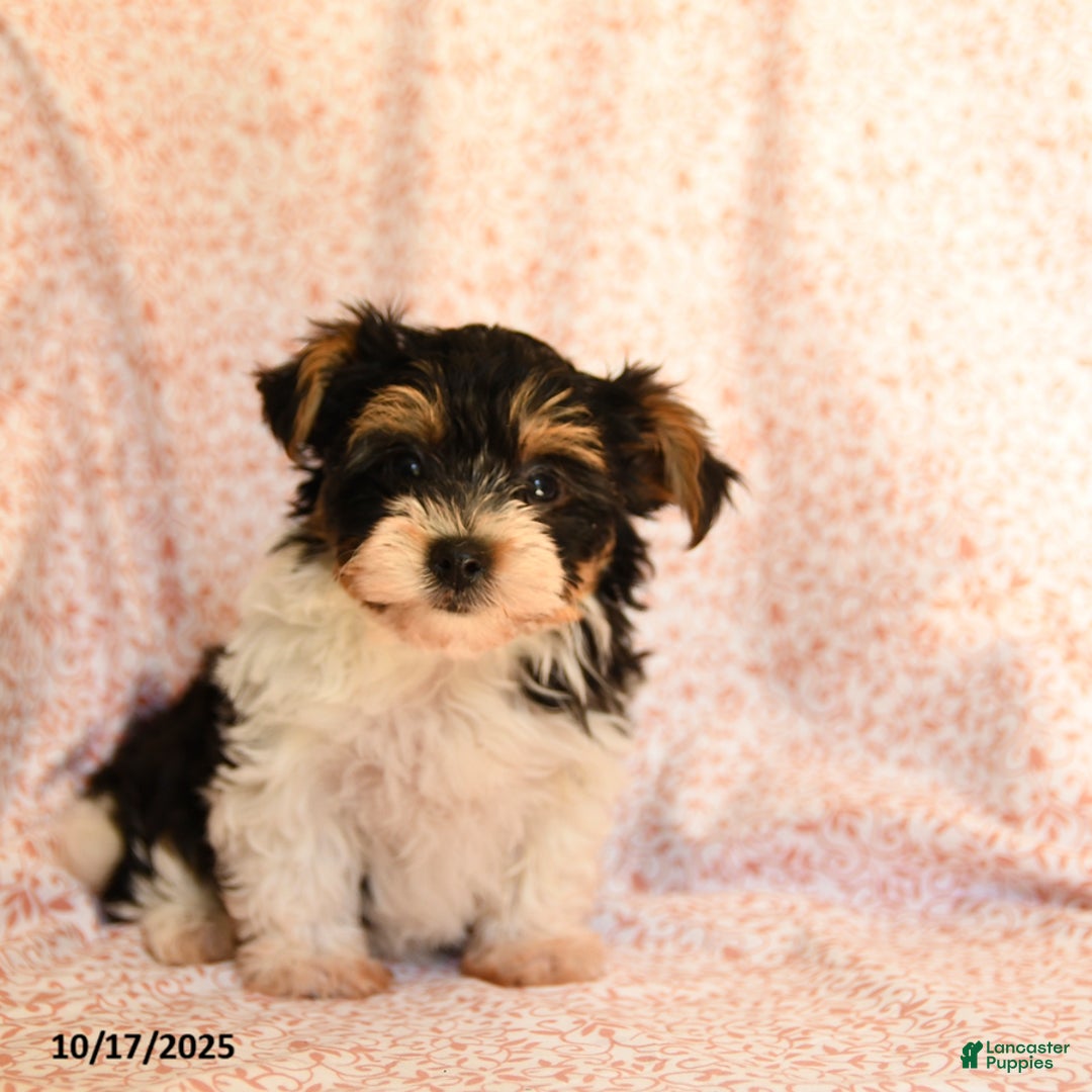 Yorkshire Terrier dogs for sale: Domino - Ad 6