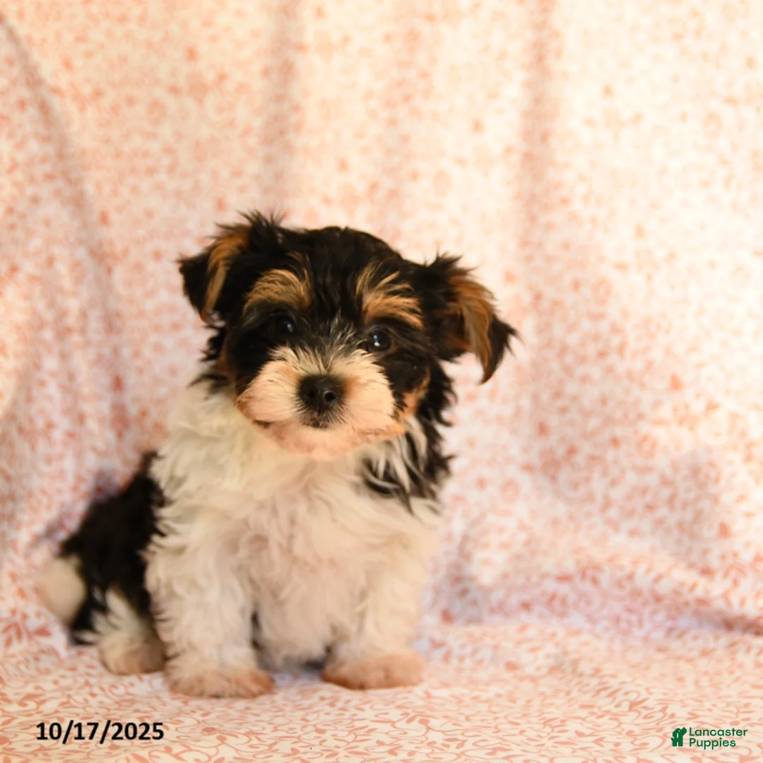 Yorkshire Terrier dogs for sale: Domino - Ad 16