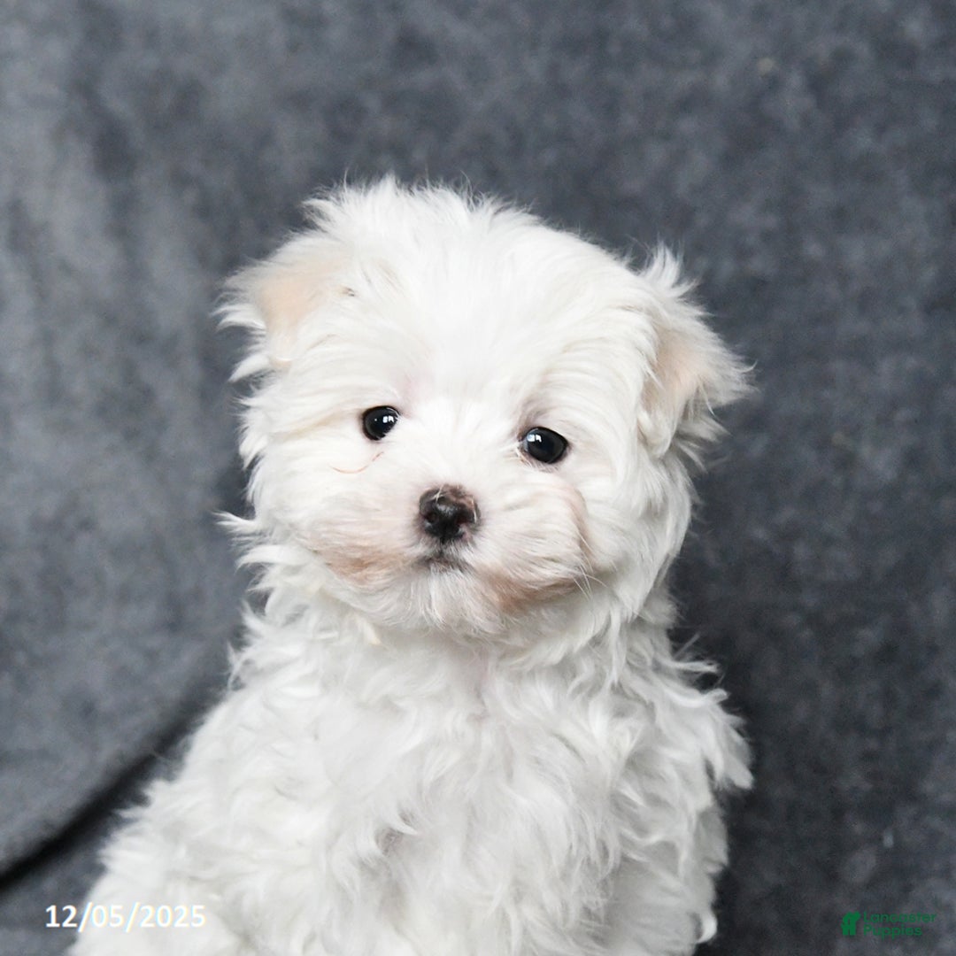 Maltese dogs for sale: Jimmy - Ad 2