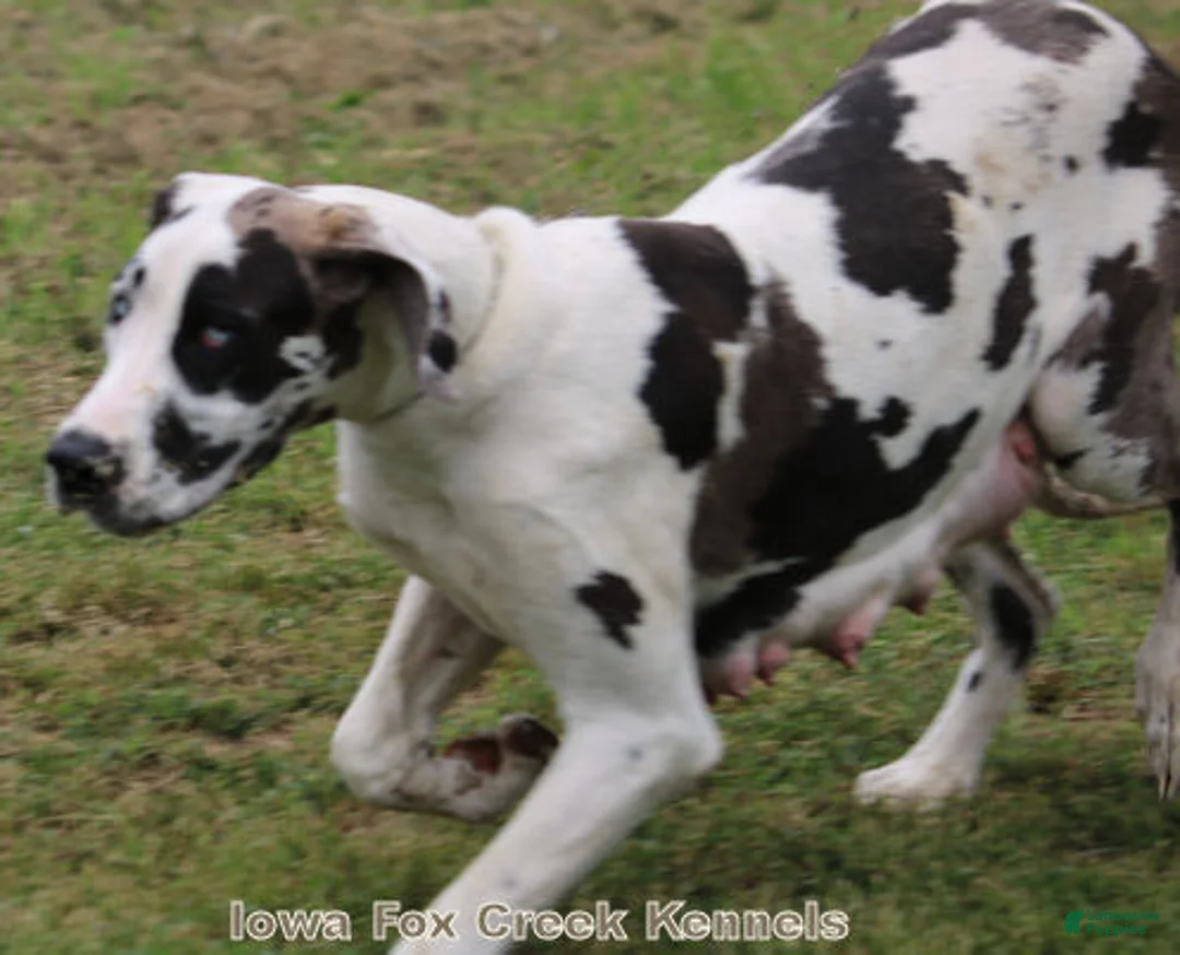 Great Dane dogs for sale: Shadow - Ad 5