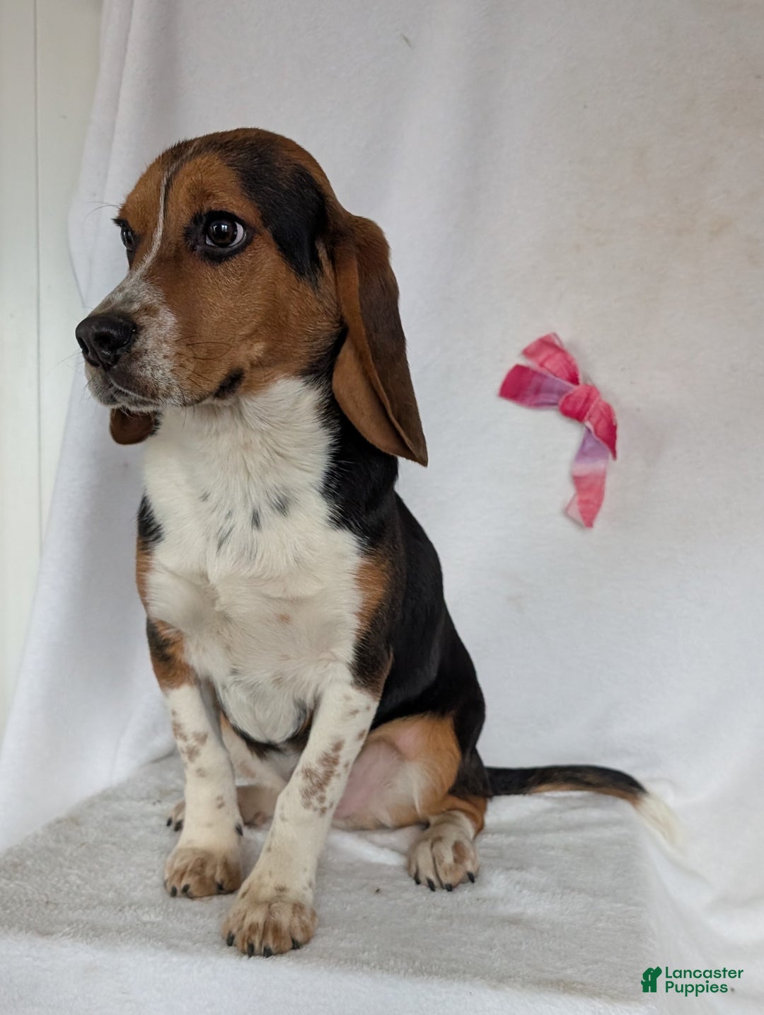 Beagle dogs for sale: Ross - Ad 16