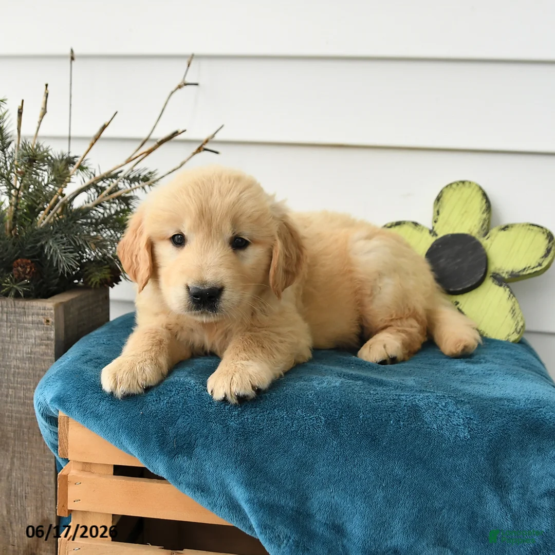 Golden Retriever dogs for sale: Max - Ad 2