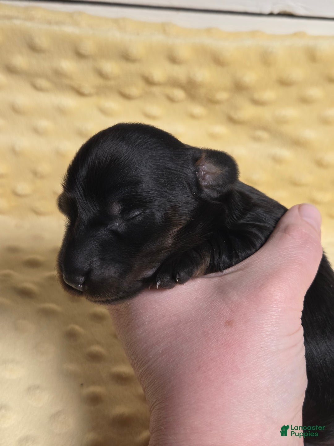 Miniature Dachshund dogs for sale: Bagel - Ad 1