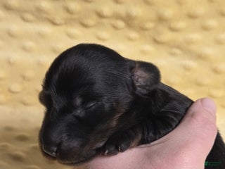 Miniature Dachshund dogs Bagel - Ad 23