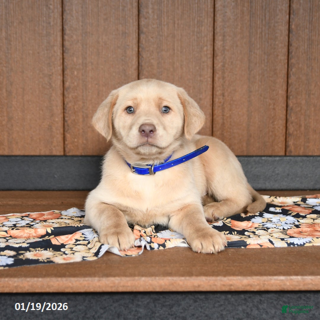 Labrador Retriever dogs for sale: Wesley - Ad 3