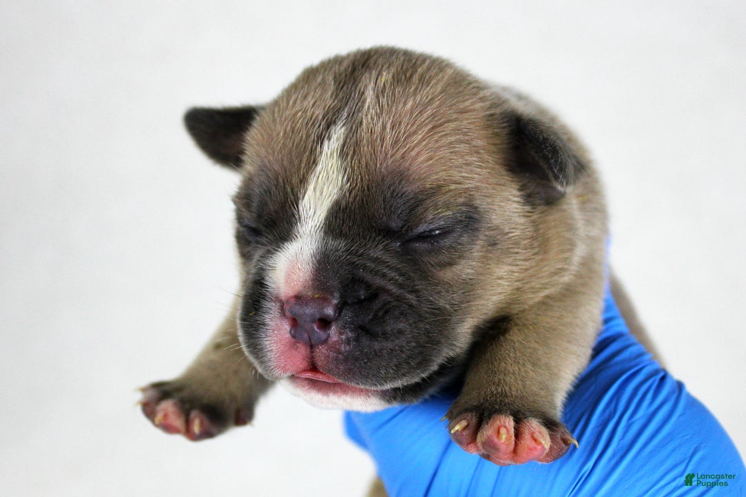 American Bully dogs for sale: Fawn Female - Ad 4