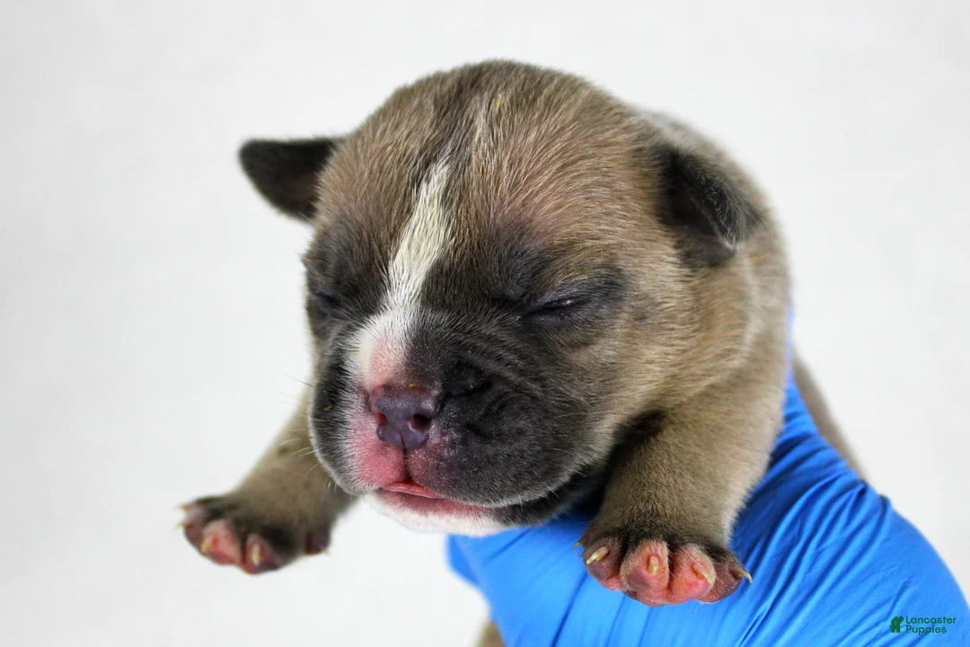 American Bully dogs for sale: Fawn Female (1 white foot) - Ad 11