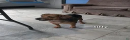 Beabull dogs for sale: Chad - Ad 10