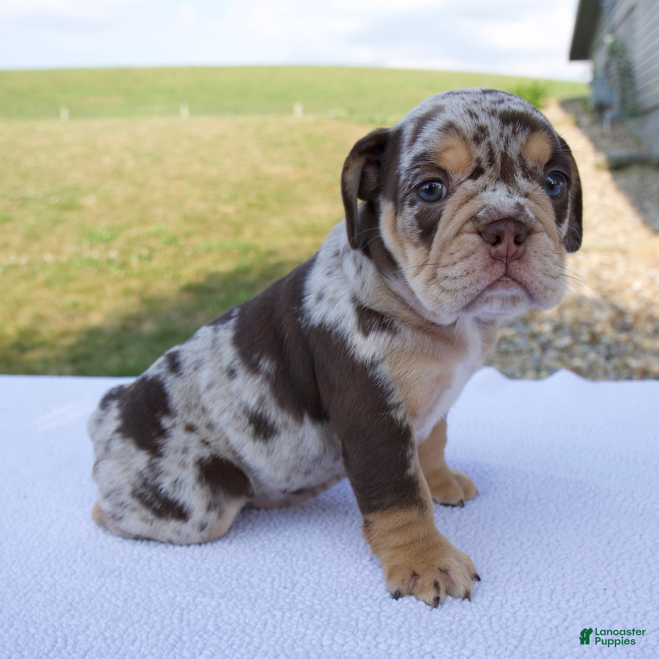 Beabull dogs Gracie - Ad 2