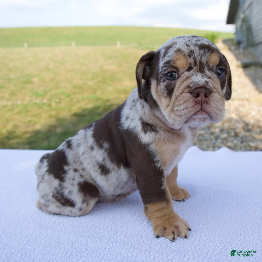 Beabull dogs for sale: Gracie - Ad 2