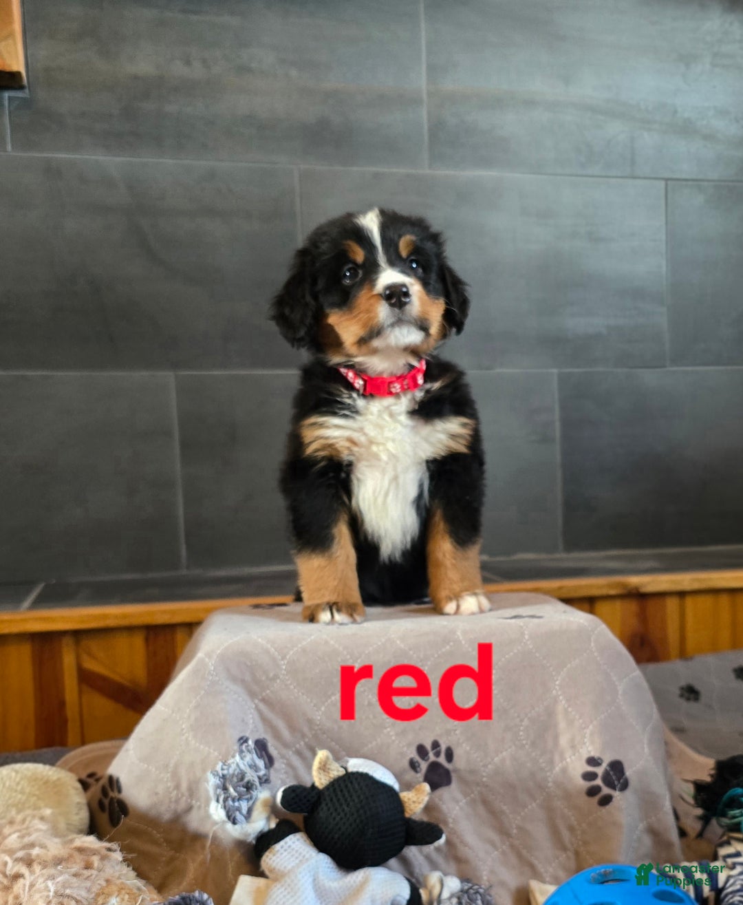 Bernese Mountain Dog dogs for sale: Red - Ad 1
