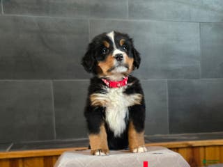 Bernese Mountain Dog dogs Red - Ad 7