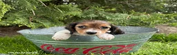 Dachshund dogs for sale: Molly - Ad 2