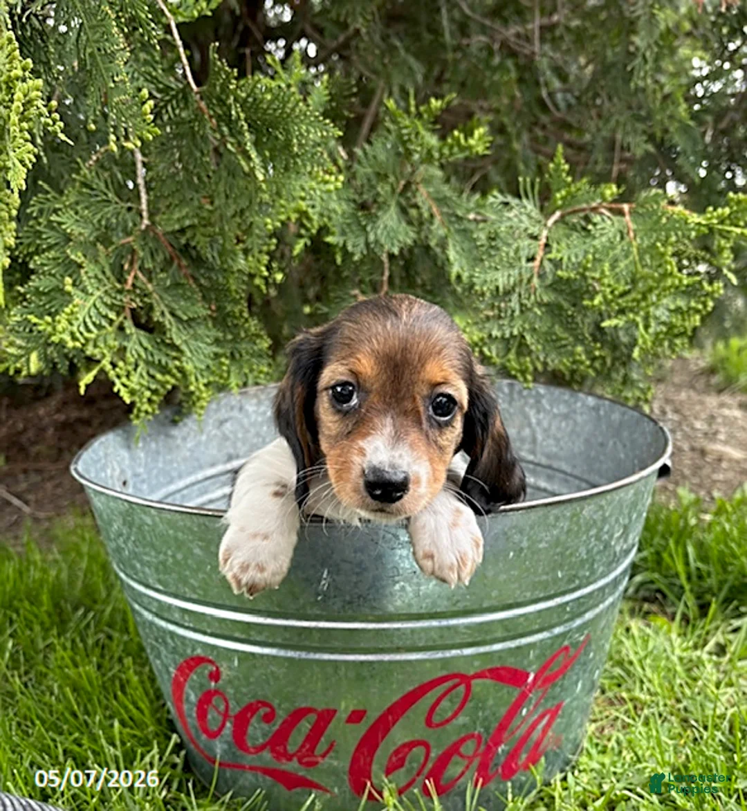 Dachshund dogs for sale: Molly - Ad 2
