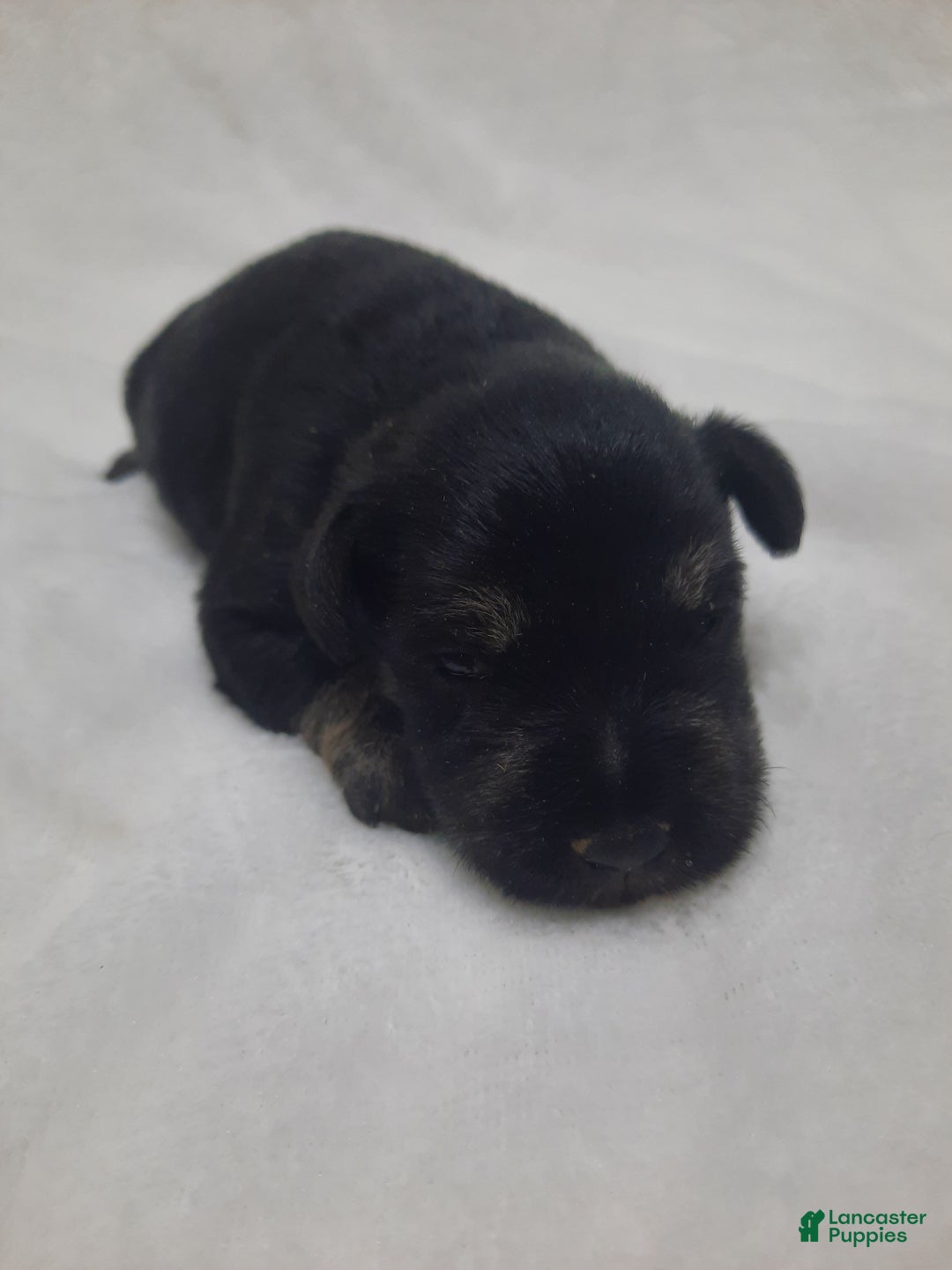 Miniature Schnauzer dogs for sale: AKC Peanut - Ad 1