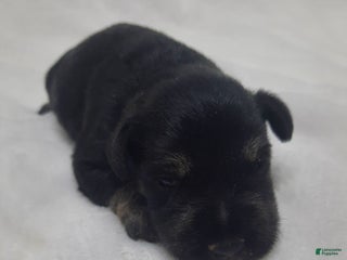 Miniature Schnauzer dogs AKC Peanut - Ad 9