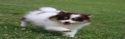 Pomsky dogs for sale: Tessa - Ad 4
