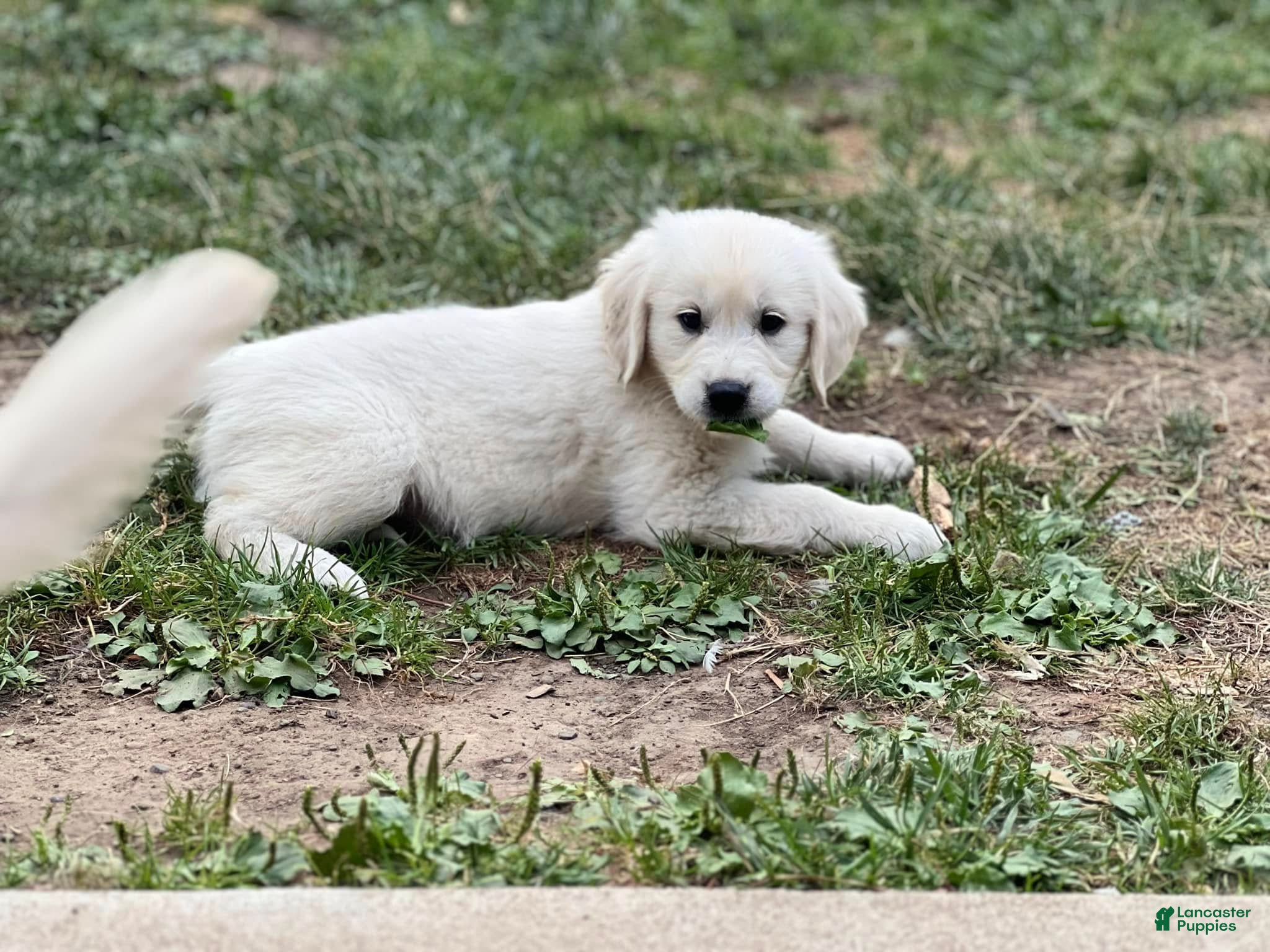 Golden Retriever dogs Boy 4 - Ad 3