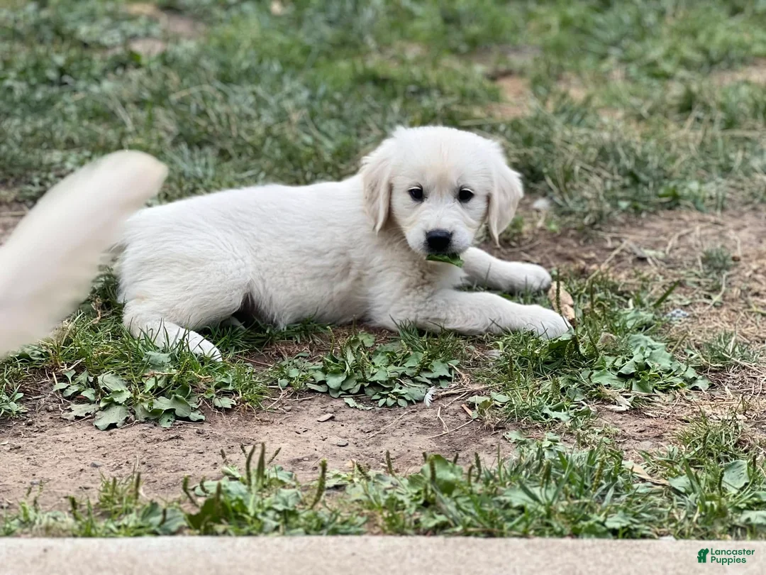 Golden Retriever dogs for sale: Boy 4 - Ad 1