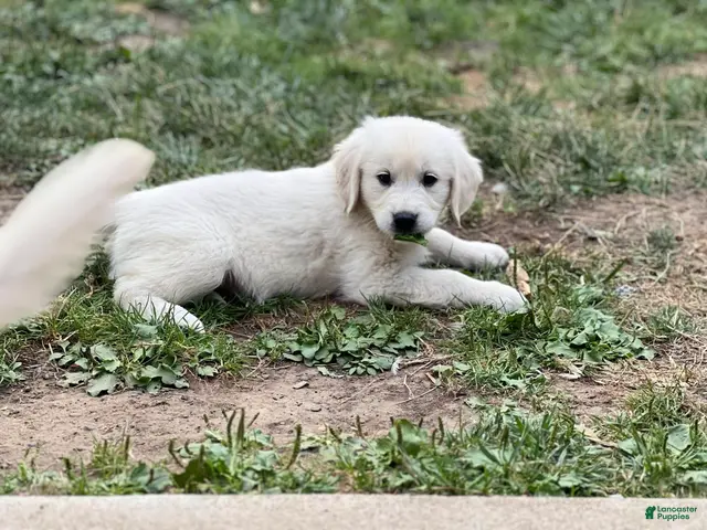 Golden Retriever dogs Boy 4 - Ad 15