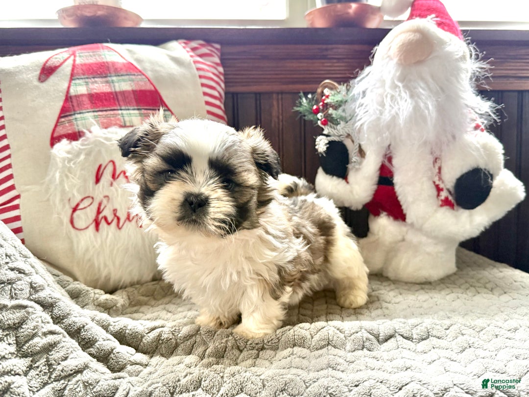 Shih Tzu dogs for sale: Pepper  - Ad 2