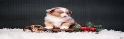 Miniature Australian Shepherd dogs for sale: Brody - Ad 8