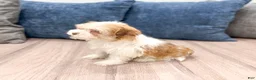 Havanese dogs for sale: Harvey - Ad 5