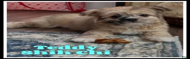 Teddy
