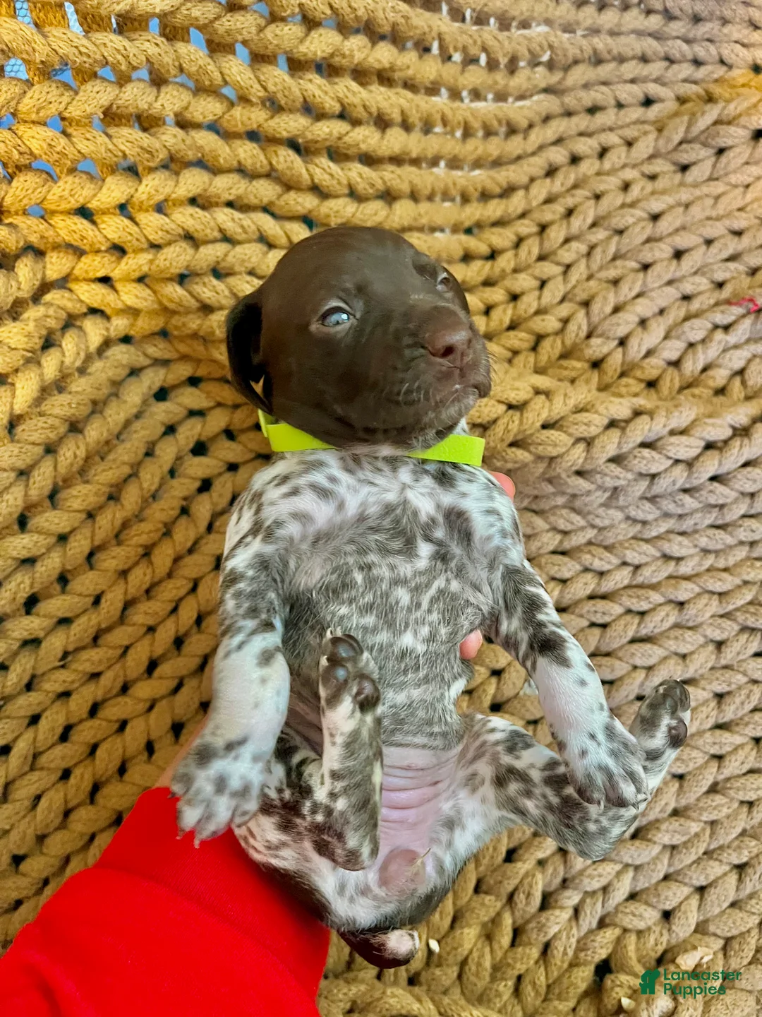 German Shorthaired Pointer dogs for sale: German Shorthaired Pointer Puppy 9 - Ad 1