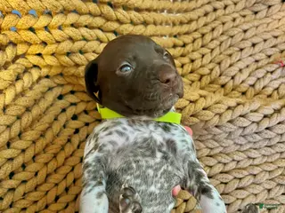 German Shorthaired Pointer dogs German Shorthaired Pointer Puppy 9 - Ad 7