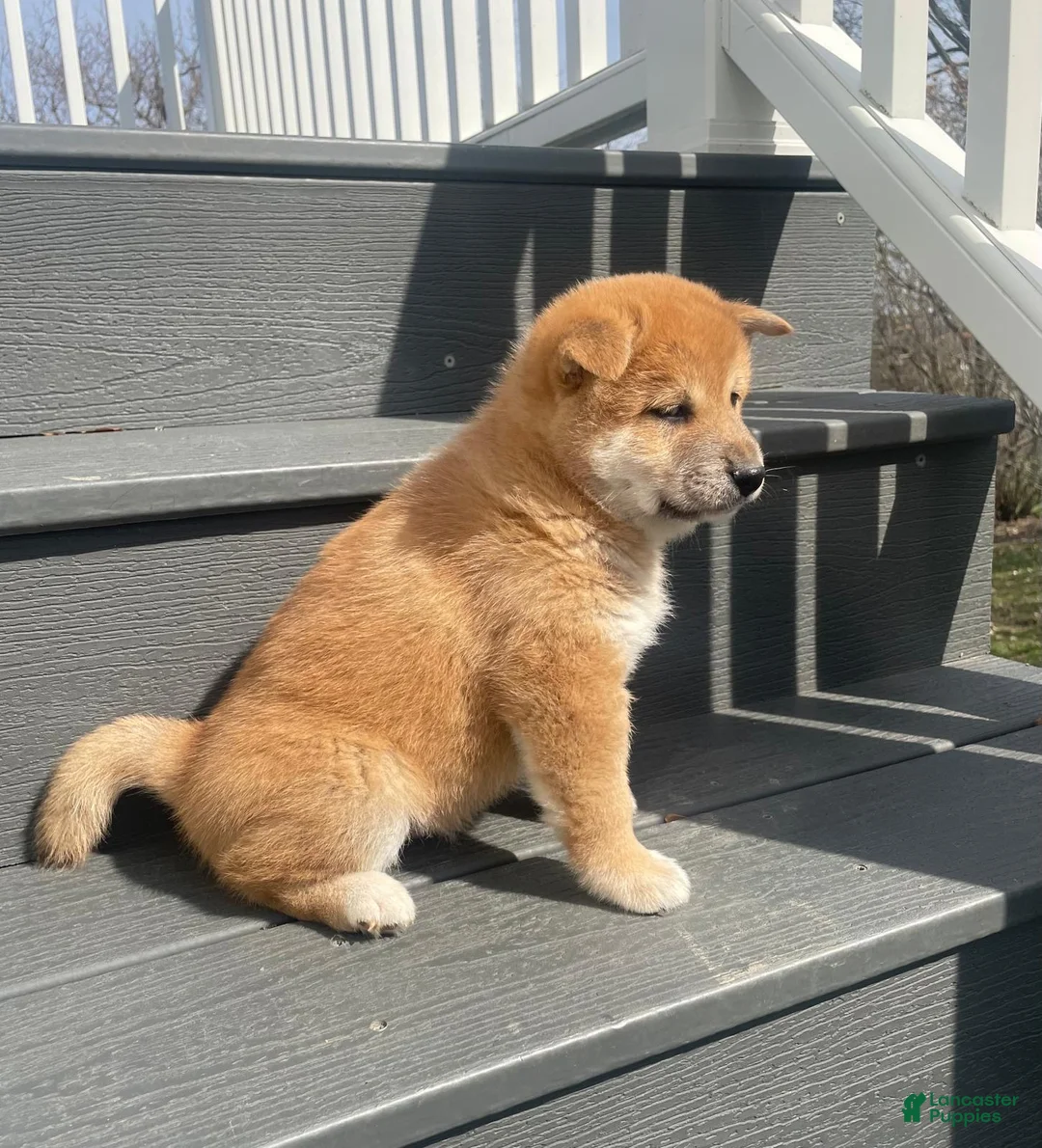 Shiba Inu dogs for sale: Simba - Ad 2