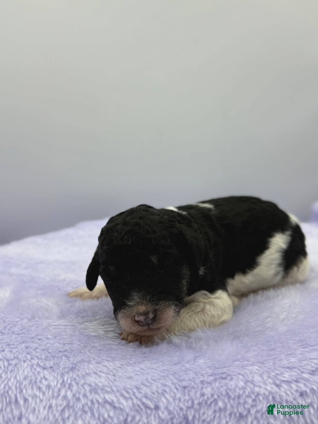 Sheepadoodle dogs for sale: Key Lime - Ad 5