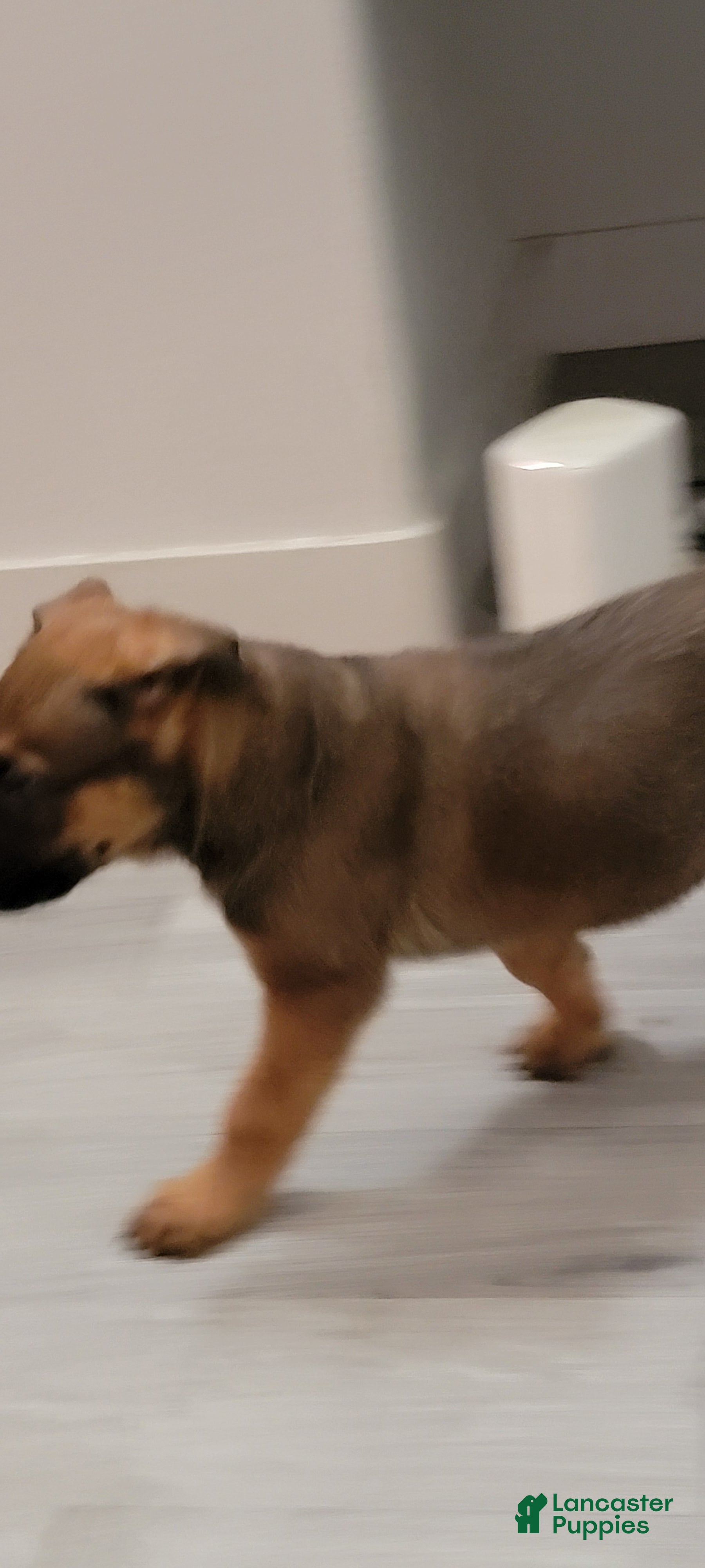 Mixed Breed dogs Mixed Breed Puppy 2 - Ad 24