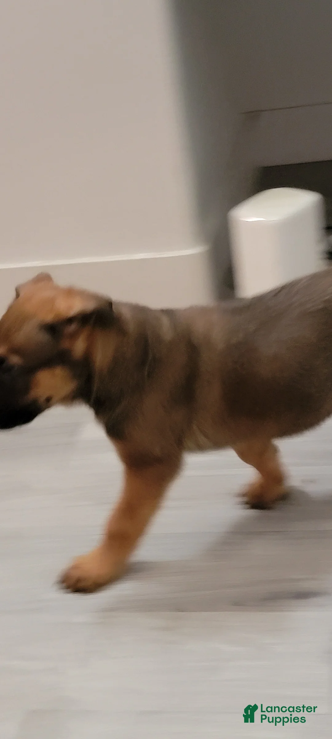 Mixed Breed dogs for sale: Mixed Breed Puppy 2 - Ad 1