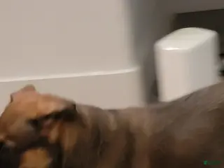 Mixed Breed dogs Mixed Breed Puppy 2 - Ad 24